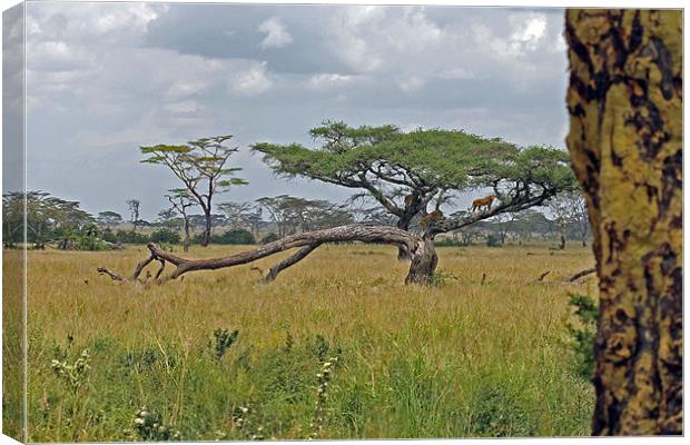 Serengeti Landscape with lions Canvas Print by Tony Murtagh