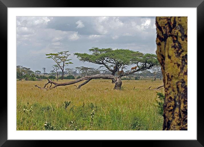 Serengeti Landscape with lions Framed Mounted Print by Tony Murtagh