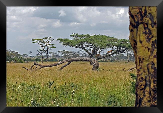 Serengeti Landscape with lions Framed Print by Tony Murtagh