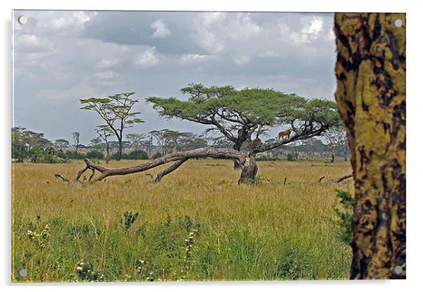 Serengeti Landscape with lions Acrylic by Tony Murtagh
