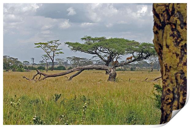 Serengeti Landscape with lions Print by Tony Murtagh