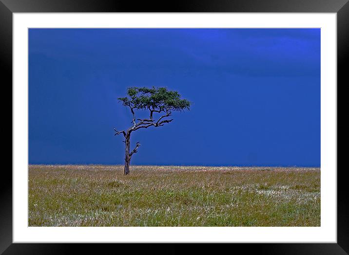 Tree on Serengeti Framed Mounted Print by Tony Murtagh