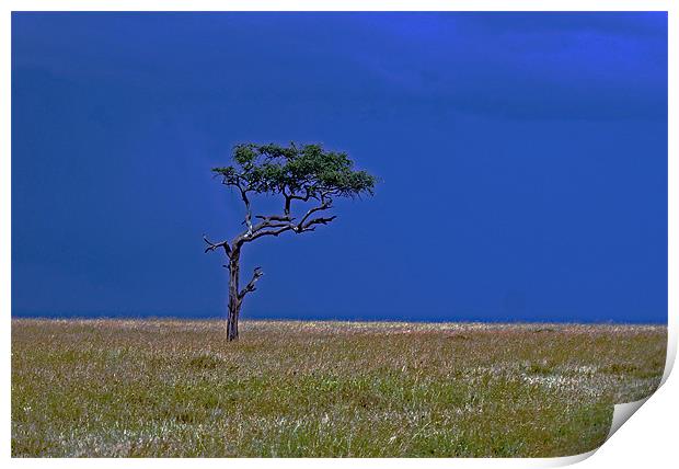 Tree on Serengeti Print by Tony Murtagh