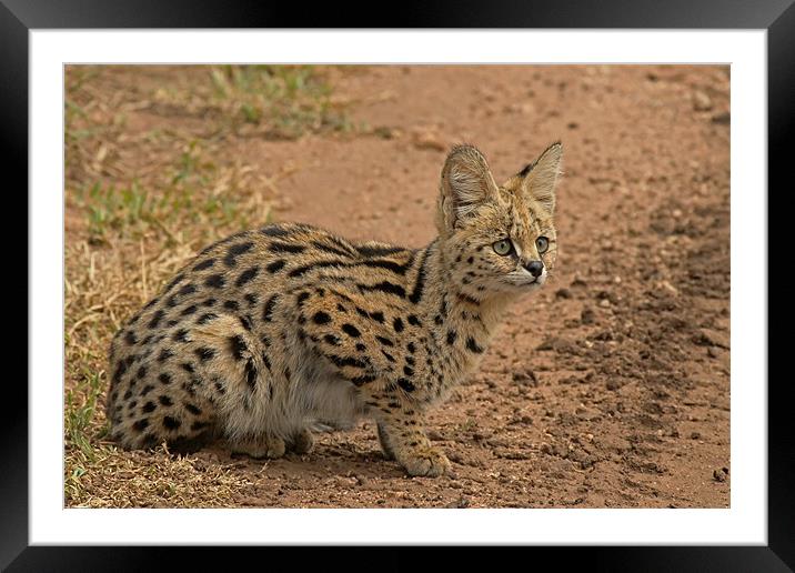 Serval Wild Cat Framed Mounted Print by Tony Murtagh