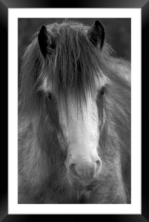 Winter Horse Framed Mounted Print by Darren Burroughs