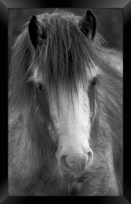 Winter Horse Framed Print by Darren Burroughs