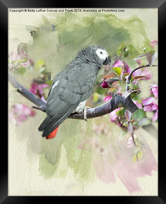 African Gray Among the Blossoms Framed Print by Betty LaRue