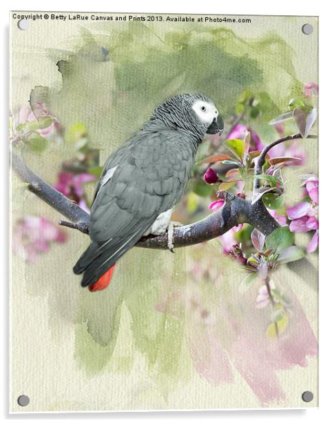 African Gray Among the Blossoms Acrylic by Betty LaRue