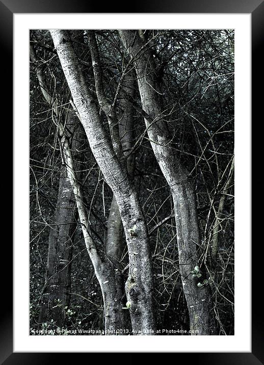 Into the Wood Framed Mounted Print by Panas Wiwatpanachat