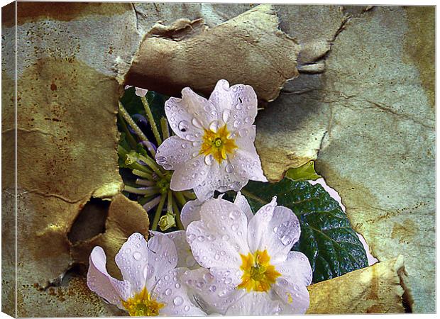 1166-spring flowers Canvas Print by elvira ladocki