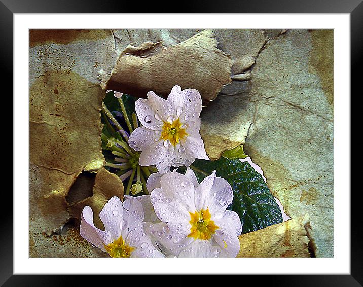1166-spring flowers Framed Mounted Print by elvira ladocki