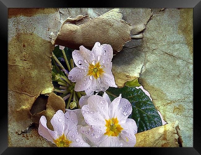 1166-spring flowers Framed Print by elvira ladocki