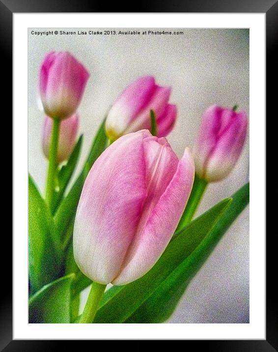Textured Tulips Framed Mounted Print by Sharon Lisa Clarke