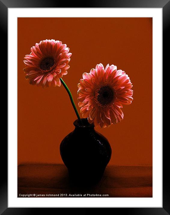 Gerbera in Twilight Framed Mounted Print by james richmond