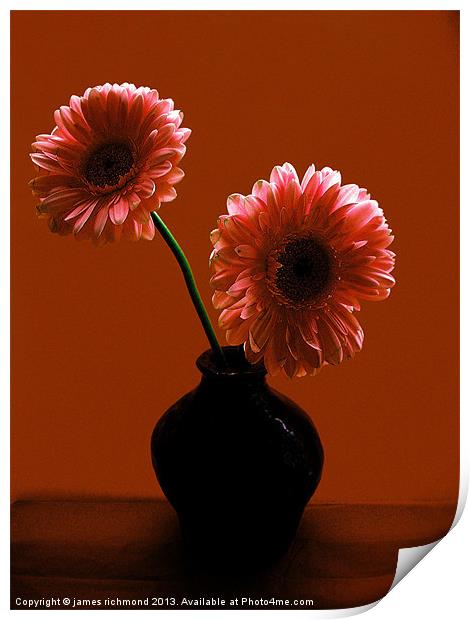 Gerbera in Twilight Print by james richmond