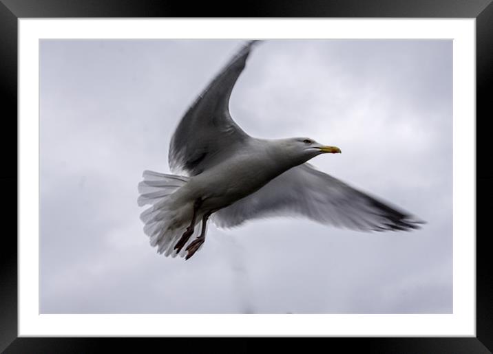 Gull Framed Mounted Print by keith sutton