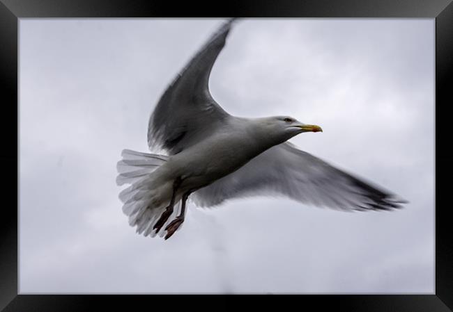 Gull Framed Print by keith sutton