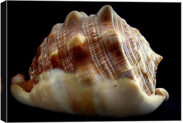 shell of a life Canvas Print by dale rys (LP)