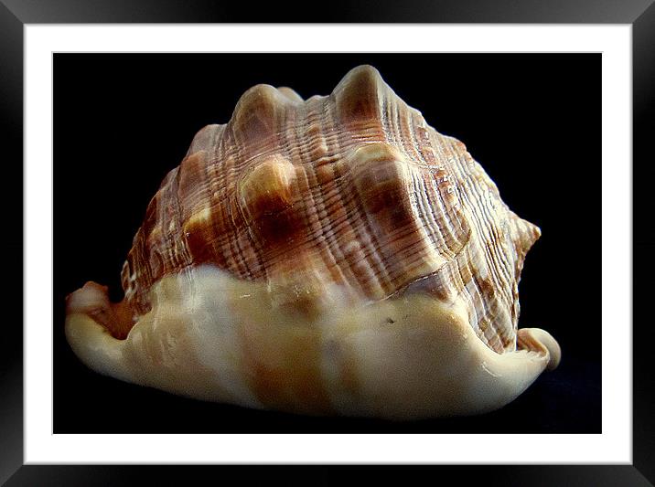 shell of a life Framed Mounted Print by dale rys (LP)