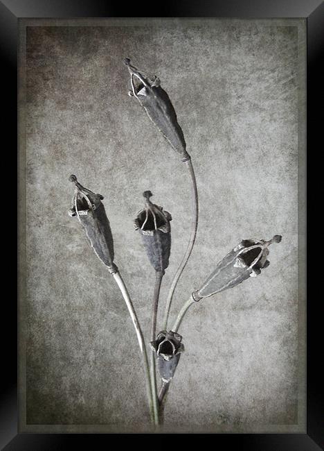 Crown of a Poppy Framed Print by Debra Kelday