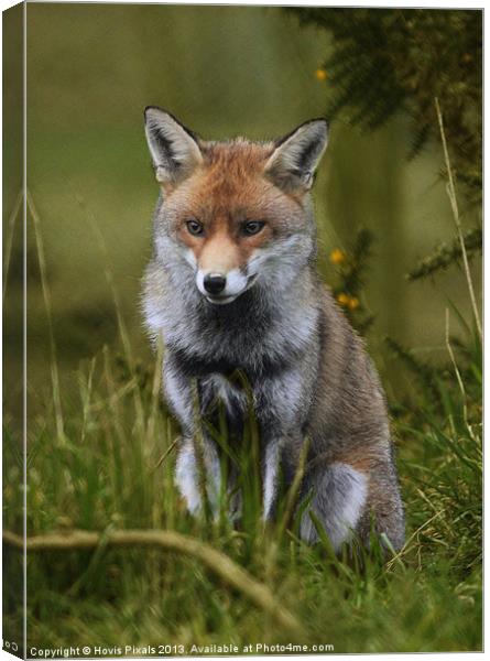 Young Fox Canvas Print by Dave Burden