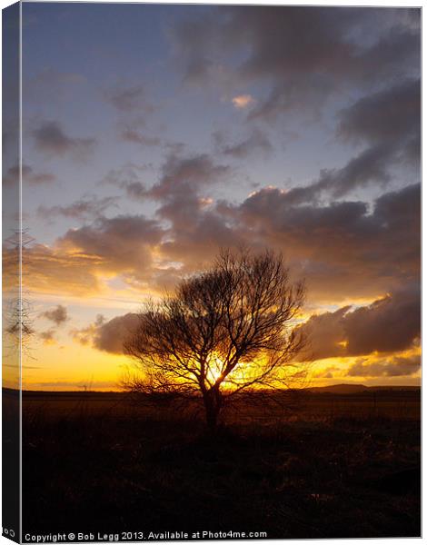 Sunsets behind the tree Canvas Print by Bob Legg