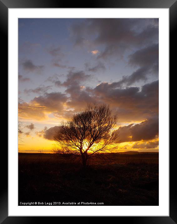 Sunsets behind the tree Framed Mounted Print by Bob Legg