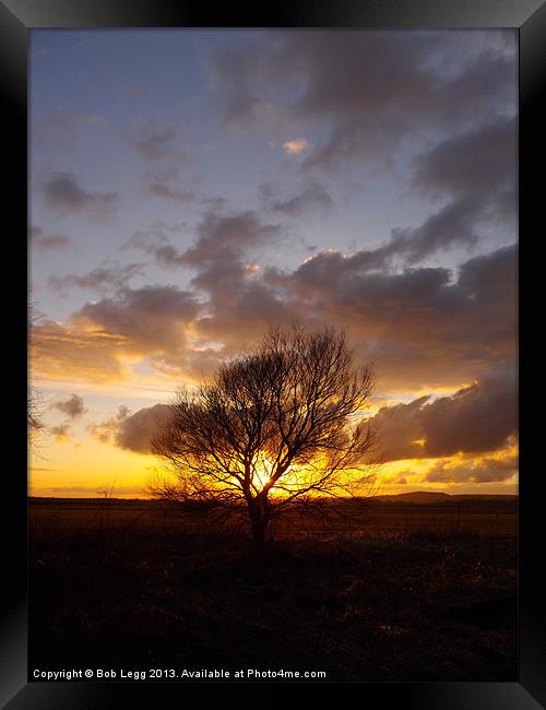Sunsets behind the tree Framed Print by Bob Legg