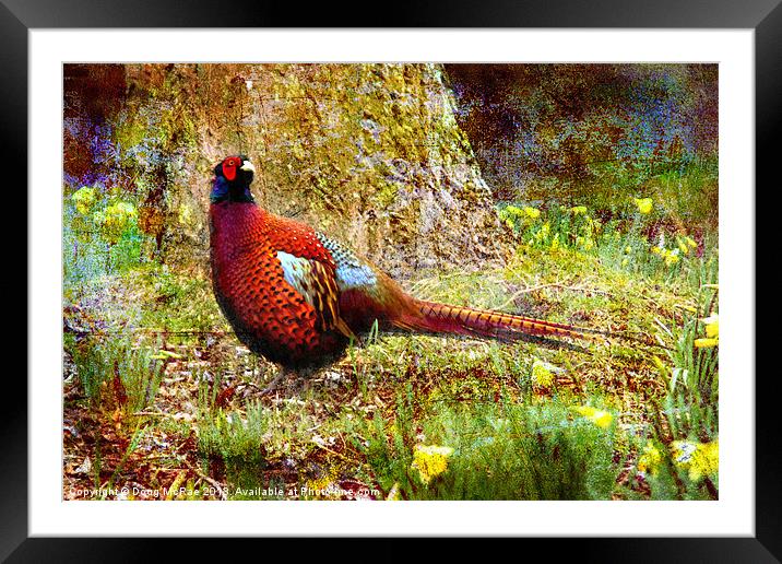 Pheasant Framed Mounted Print by Doug McRae