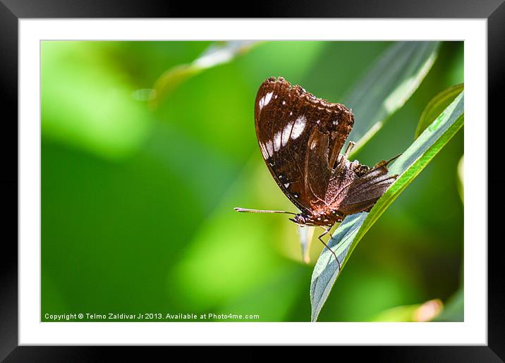Butterfly Framed Mounted Print by Telmo Zaldivar Jr