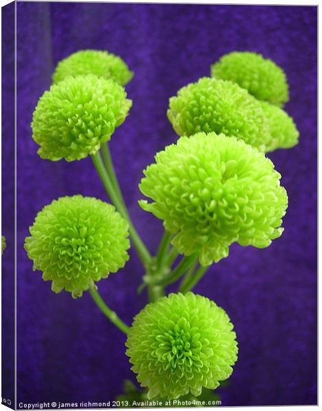 Chrysanthemum Green Button Pompons Canvas Print by james richmond