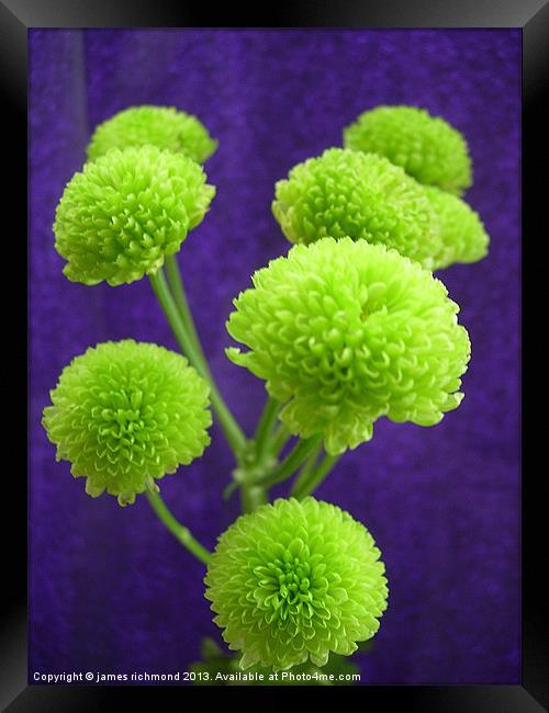 Chrysanthemum Green Button Pompons Framed Print by james richmond