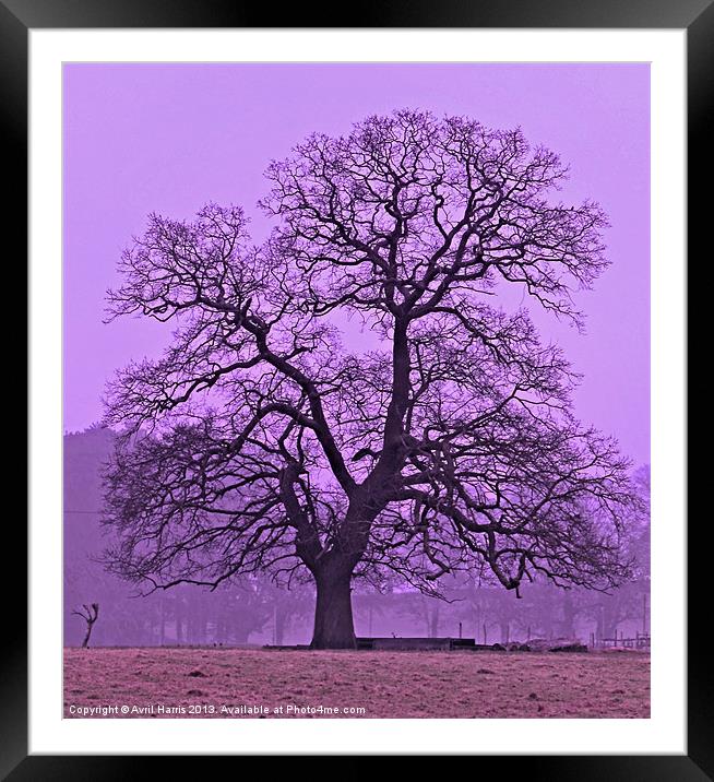 Tree on a winters morning Framed Mounted Print by Avril Harris