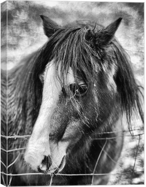 brown pony Canvas Print by Jo Beerens