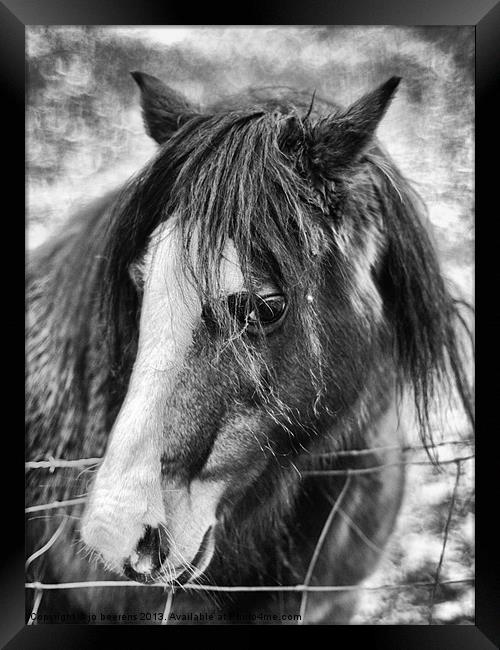 brown pony Framed Print by Jo Beerens