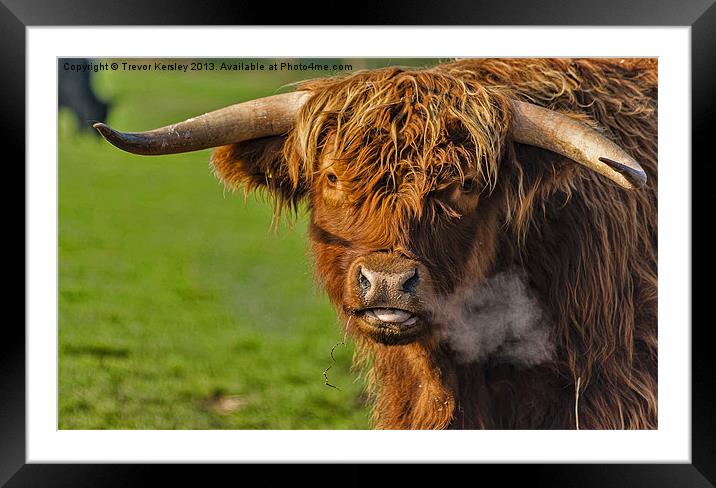 Highland Coo Framed Mounted Print by Trevor Kersley RIP