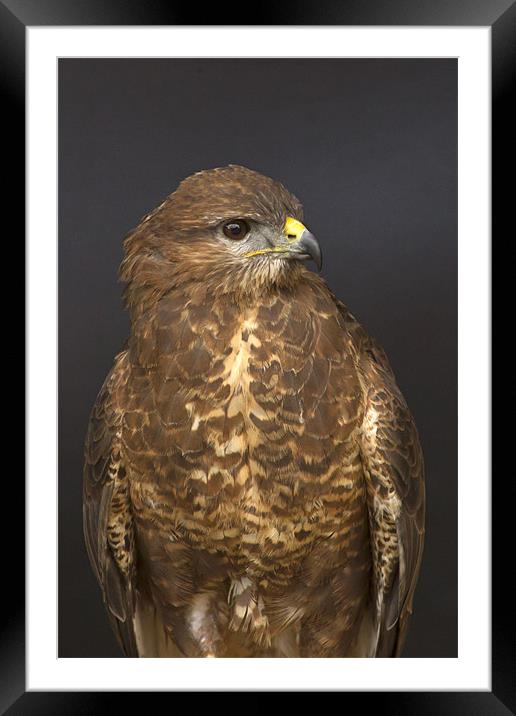 Common Buzzard Framed Mounted Print by Bill Simpson