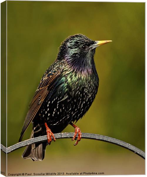 Common Starling Canvas Print by Paul Scoullar