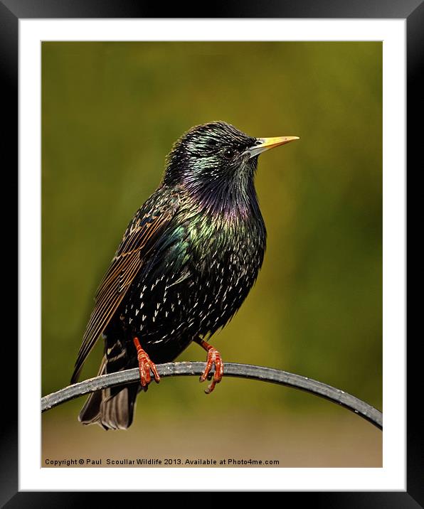 Common Starling Framed Mounted Print by Paul Scoullar