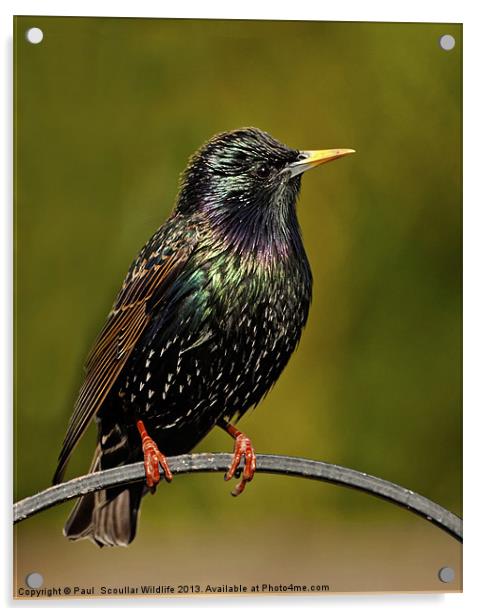 Common Starling Acrylic by Paul Scoullar
