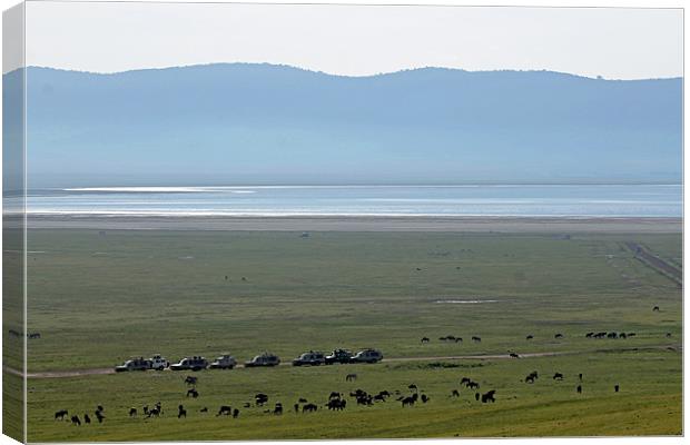 Wildebeest in Ngorongoro Crater Canvas Print by Tony Murtagh