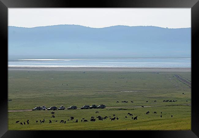 Wildebeest in Ngorongoro Crater Framed Print by Tony Murtagh