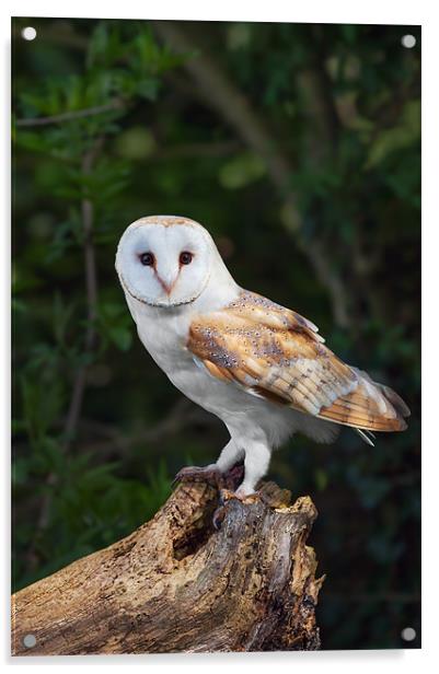 Barn Owl on Tree Stump Acrylic by Ian Duffield