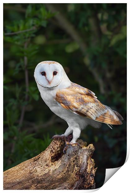 Barn Owl on Tree Stump Print by Ian Duffield