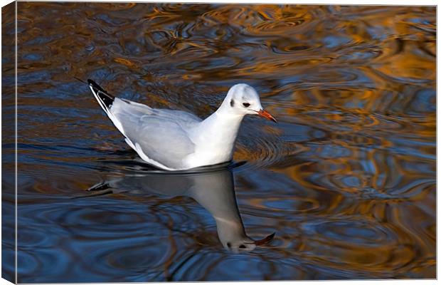 Black-headed Gull Floating on Reflections Canvas Print by Ian Duffield