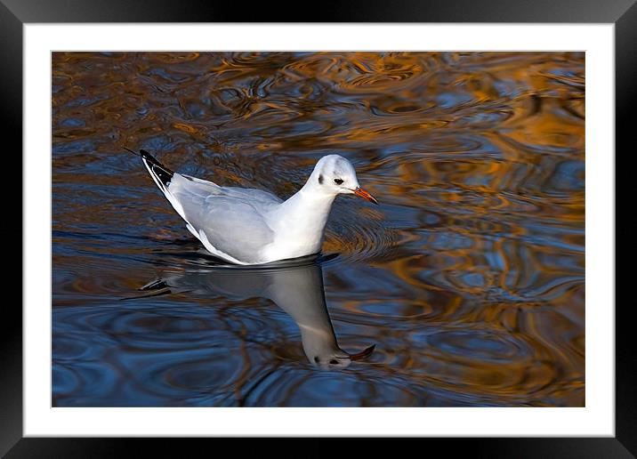 Black-headed Gull Floating on Reflections Framed Mounted Print by Ian Duffield