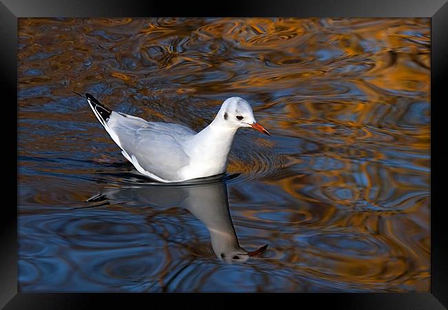 Black-headed Gull Floating on Reflections Framed Print by Ian Duffield
