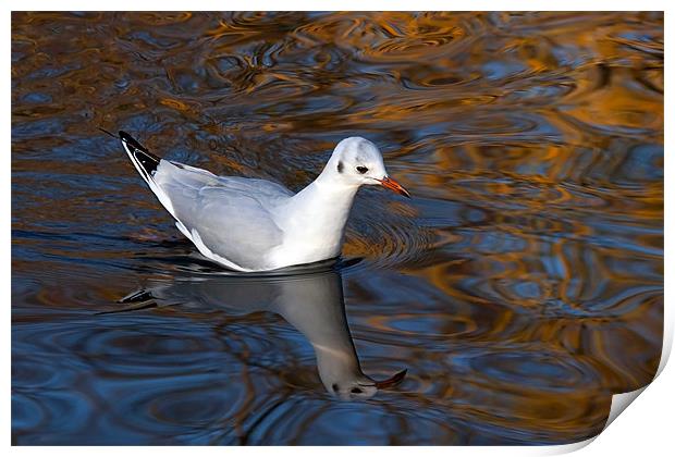 Black-headed Gull Floating on Reflections Print by Ian Duffield