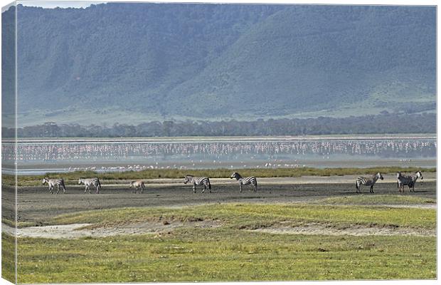 Zebra at Ngorongoro Canvas Print by Tony Murtagh