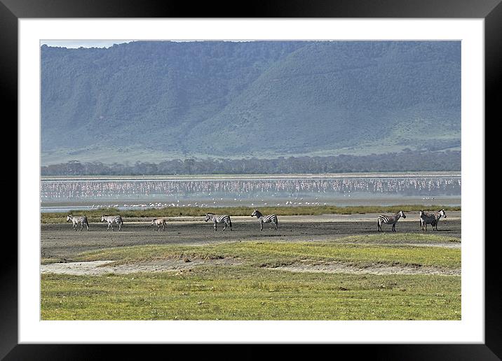 Zebra at Ngorongoro Framed Mounted Print by Tony Murtagh